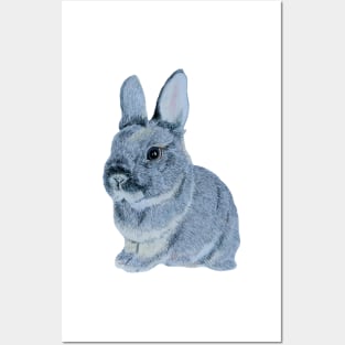 Dwarf Bunny Posters and Art